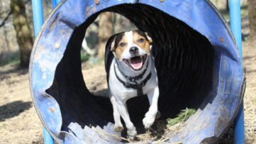hunde 13