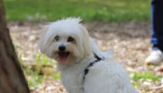 hunde1